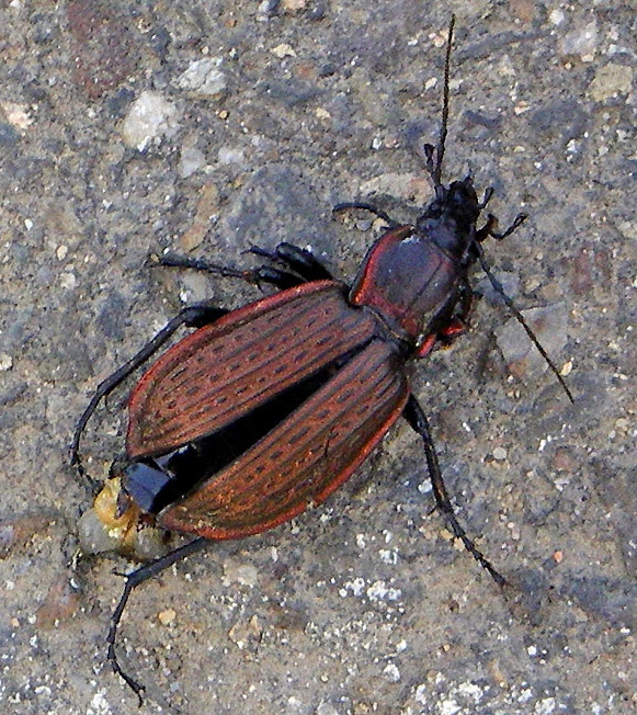 Bellissimo Carabidae:  Carabus morbillosus